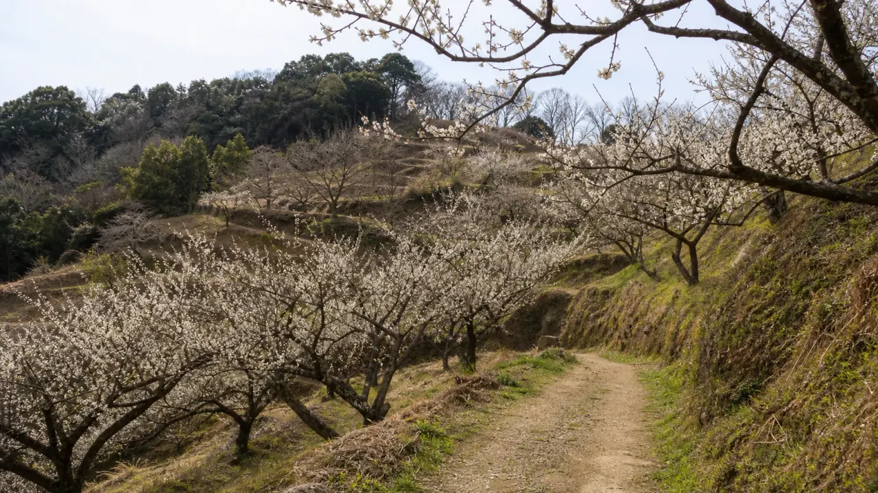坂田城跡梅林をイメージした白梅と里山の散歩道